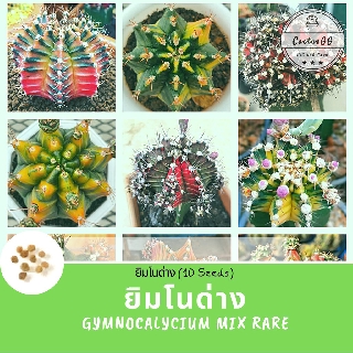 ยิมโนด่าง เก็บรวมจากโคลนดัง (Gymnocalycium Rare) 10 เมล็ด