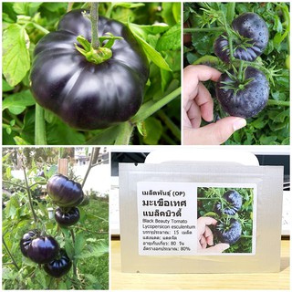 เมล็ดพันธุ์ มะเขือเทศ แบล็คบิวตี้ (Black Beauty Tomato Seed) บรรจุ 15 เมล็ด คุณภาพดี ของแท้ 100%