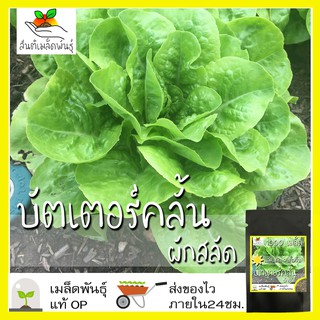 เมล็ดพันธุ์ ผักสลัด บัตเตอร์คลั้น 1000เมล็ด Buttercrunch Lettuce Seed เมล็ดพันธุ์แท้100%นำเข้าจากต่างประเทศ ปลูกผัก ถูก