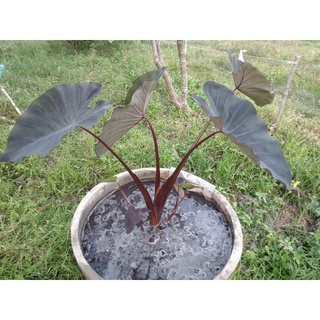 บอนดำ แบล็คเมจิก ใบดำเงา colocasia Black Magic