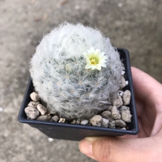 Mammillaria plumosa พลูโมซา แมมขนนกขาว