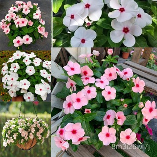 ถูก ใหม่ สายพันธุ์ปลูกง่าย ปลูกได้ทั่วไทย Mixed Periwinkle Seeds Bonsai Flower Vinca Seeds Blooming Flore Potted Gard OK