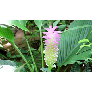 3หัว/ออเดอร์ ว่านเทพประชุมพร (Curcuma cordata)