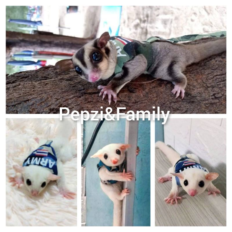 [[[ Pepzi&Family ]]]] เสื้อพร้อมสายจูง ชูก้า ชูก้าร์ ชูการ์ไกรเดอร์ ชูการ์ไกลเดอร์