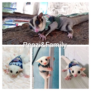 [[[ Pepzi&amp;Family ]]]] เสื้อพร้อมสายจูง ชูก้า ชูก้าร์ ชูการ์ไกรเดอร์ ชูการ์ไกลเดอร์