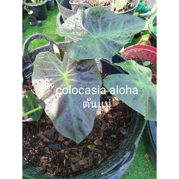 colocasia aloha โคโลคาเซีย อโลฮ่า