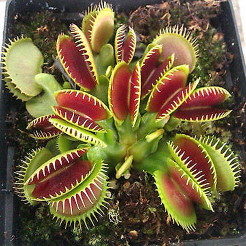 เมล็ด ต้นไม้กินแมลง (50 pas Venus flytrap Seeds ) Funny Plant Venus Flytrap กาบหอยแครงฟันฉลาม พร้อมส