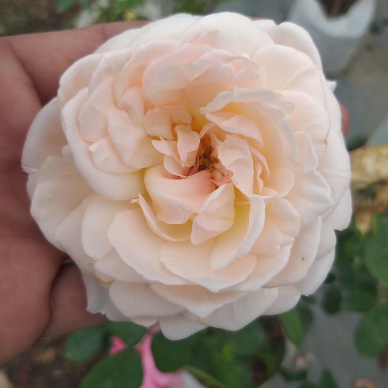 กุหลาบ⚘Evelyn  เลื้อยหอมแรง "Evelyn"