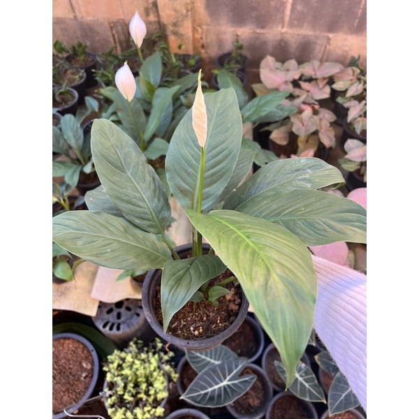 🌷เดหลี Peace Lily มีทั้งติดดอกและไม่ติดอก(ส่งแบบถุง)🌷