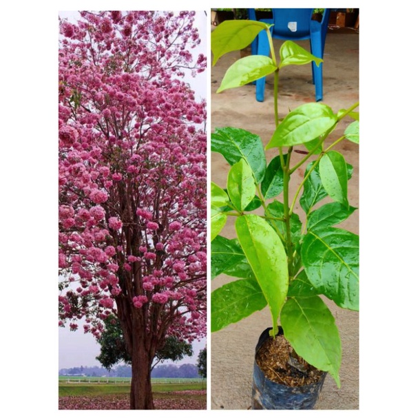 ต้นชมพูพันธุ์ทิพย์#ดอกสวยมาก ติดดอกดก ปลูกเป็นไม้ประดับ สูง 60-70ซ.ม