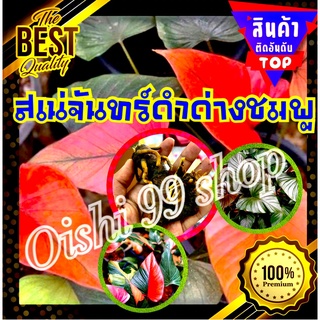 สินค้ามาแรง!!!เสน่ห์จันทร์ดำด่างชมพู ใบด่างสวย แม่พันธุ์ด่าง ด่างชัว100% รับประกัน 💥ขายแบบหน่อติดตาโตติดราก💥 (1หน่อ/แพค)