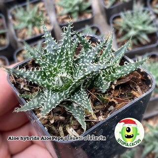 อโลแคระ *มีหน่อทุกกระถาง - Aloe hybrids AloePepe  /// Utopia.cactus