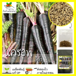 เมล็ดพันธุ์ แครอท สีดำ 100 เมล็ด Black Nebula Carrot Seed เมล็ดพันธุ์แท้ นำเข้าจากต่างประเทศ ปลูกผัก สวนครัว ถูกดี โตไว