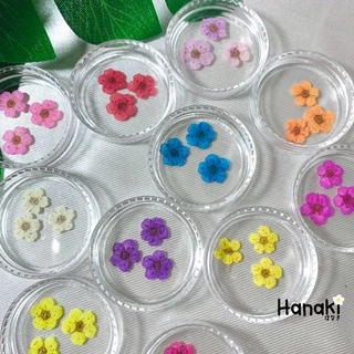 【พร้อมส่ง】ดอกพลัม ดอกพลัมทับแห้ง (Plum)💐กระปุกละ 10 ดอก Pressed Flowers💐