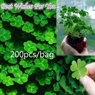 （อัตราการปลูกสูง）บอนสี 200เมล็ด เมล็ดพันธุ์ โคลเวอร์ Lucky Clover Grass Seeds เมล็ดบอนสี บอนสีหายาก เมล็ดดอกไม้ บอนสีสวย