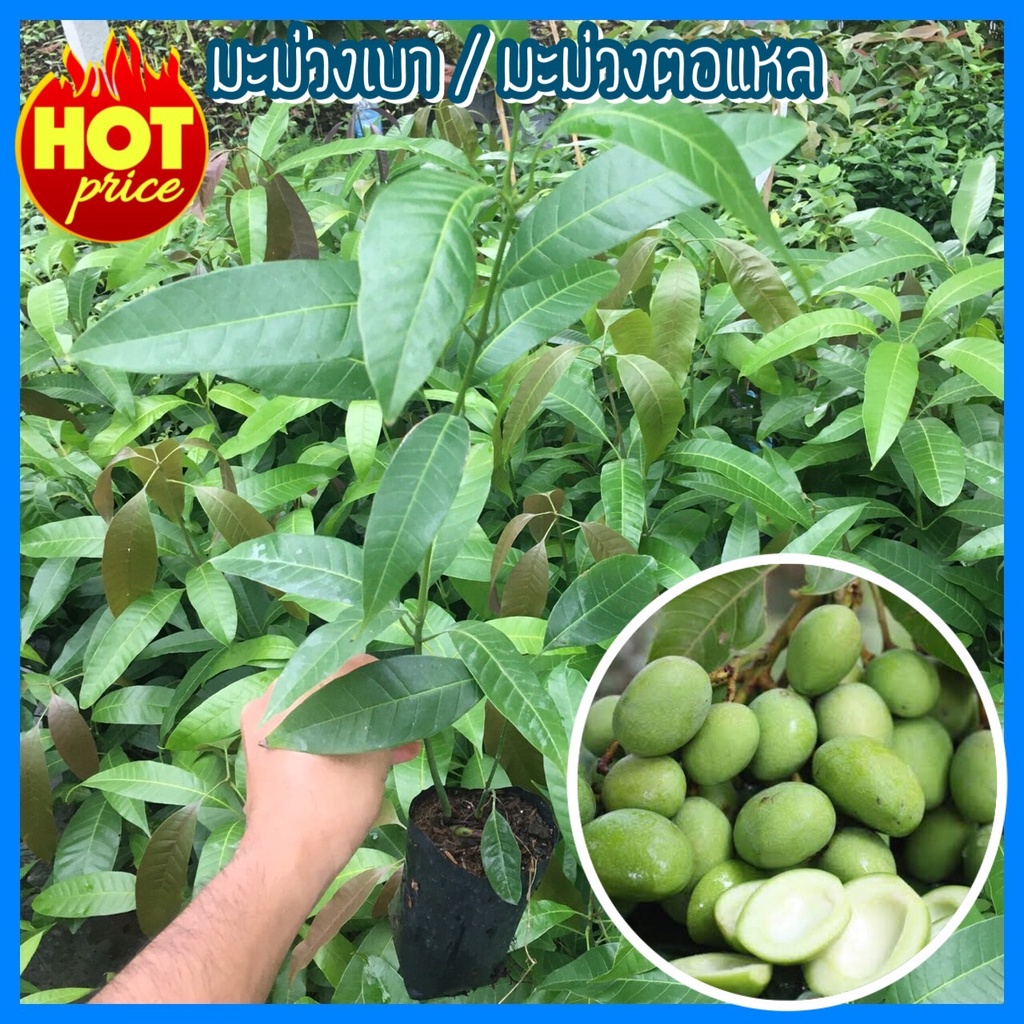 ต้นมะม่วงเบา มะม่วงตอแหล ติดผลไว้ (ร้านนี้ต้นไม้เสียหาย มีเคลมให้)