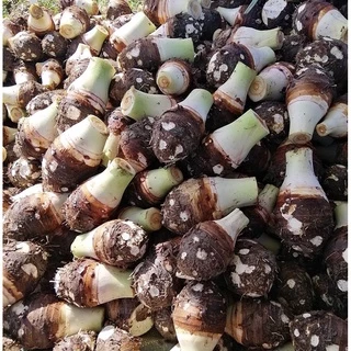 เผือกหอมสด❗️1Kg.❗️ชั่งรวมกล่อง เผือกบก เนื้อฟู หัวใหญ่ สดใหม่ ราคาถูกที่สุด พร้อมส่ง🔥‼️(มีเก็บเงินปลายทางด้วยน่ะ)