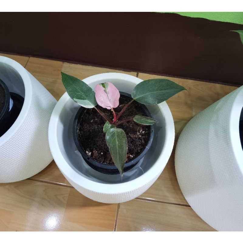 Philodendron Pink​ Princess​