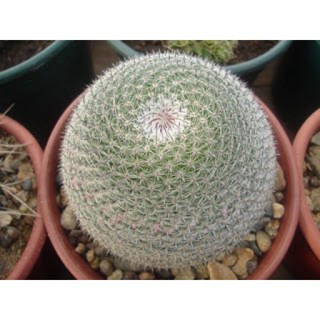 Mammillaria pseudoperbella 30เมล็ด.-119