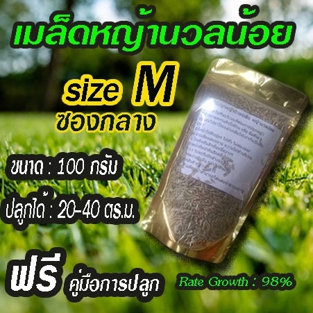 เมล็ดหญ้านวลน้อย 100 กรัม ปลูกได้ 20-40 ตร.ม. อัตรางอก 98%