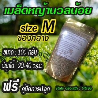 เมล็ดหญ้านวลน้อย 100 กรัม ปลูกได้ 20-40 ตร.ม. อัตรางอก 98%