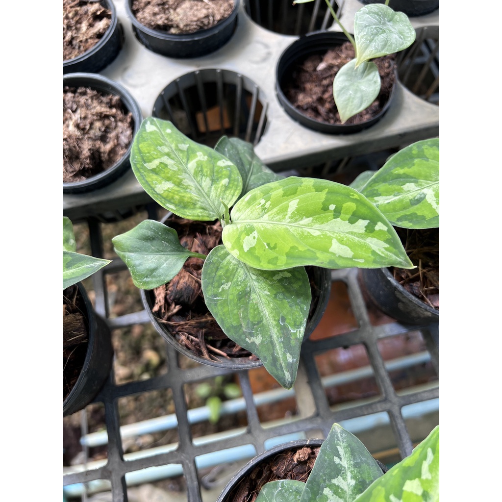 มุมมอง 3