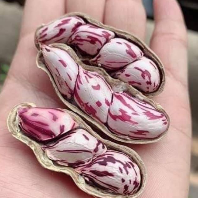 ถั่วลิสงลายเสือ ถูกที่สุด10บ. เมล็ดพันธุ์ถั่วลิสงลายเสือ 5 เมล็ด ปลูกง่าย ผลดก พุ่มใหญ่มาก
