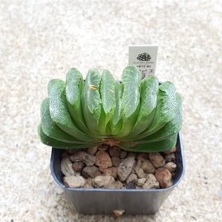 พร้อมส่ง!!ฮาโวเทีย Haworthia truncata hybrid Lime Green จัดส่งแบบล้างราก