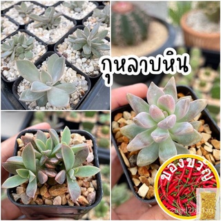 เมล็ดอวบอ้วน100%，ไทยในสต็อกพร้อมส่งแจกโค้ด DEC50SC ลด 50.-กุหลาบหิน ในกระถาง 2 นิ้ว *ส่งทั้งกระถาง* แคคตัส กระบองเพชร ไม