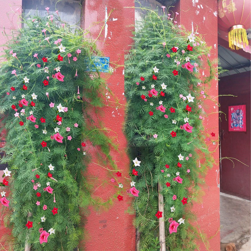 100เมล็ดขนนกใบผักชีเพนตากอนดอกไม้ไม้เลื้อยปีนเขาพืชเมล็ดดอกไม้สามเณรง่ายปลูกกระถางลานระเบียง