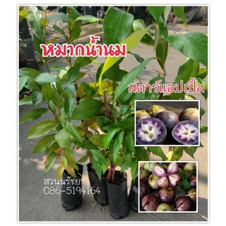 สตาร์แอปเปิ้ล  [พร้อมส่ง] ความสูง 50-70ซม.หรือหมากน้ำนม ไม้ผลกินได้