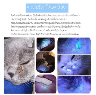 FurryCuddle พร้อมส่ง ไฟฉายแสง uv สำหรับตรวจเชื้อราในสัตว์เลี้ยง ยืนยันจุดที่เกิดเชื้อรา ไฟฉายเชื้อราแมว สิวเสี้ยน MIP77