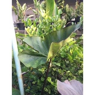 ☕️💦Colocasia coffee cups อีกหนึ่งในตระกูลบอนที่มีใบสวยแปลก น่าสะสม