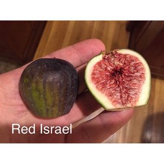 ต้นมะเดื่อฝรั่ง Figs ต้นฟิกส์ สายพันธุ์ Khurtmani Red Israel ต้นกล้า รากแน่นๆ พร้อมให้ผลไม่เกิน 6 เดือน