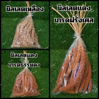 มิลเลตสเปร์ยแดง/เหลืองเกรด A มิลเลตแดงฝรั่งเศส สำหรับนกนานาชนิดและแฮมเตอร์ อาหารนก มิลเล็ตสเปร์ยแดง (200g/500g)