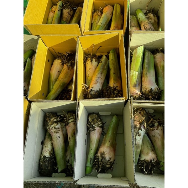 หน่อกล้วยมะลิอ่องยักษ์สวนคุณตั๊กราชบุรี2หน่อ