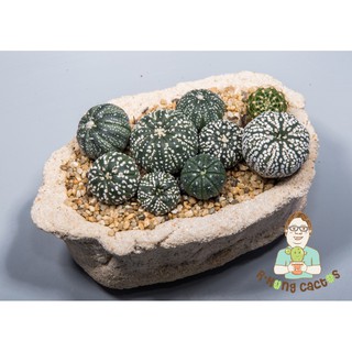 Astrophytum super kabuto pot ไม้เมล็ดครับ ส่งทั้งกระถาง Sp209