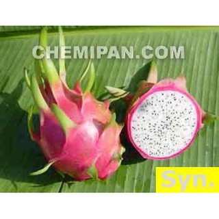 [CHEMIPAN] สเปรย์น้ำหอม กลิ่นแก้วมังกร (Dragon Fruit Fragrance) 100ml.