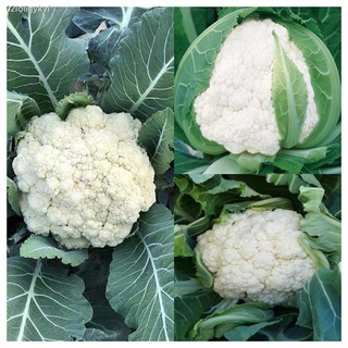 เมล็ดพันธุ์ กะหล่ำดอก Cauliflower Seeds 200 เมล็ด บอนสีหายาก เมล็ดพันธุ์ผัก พันธุ์ไม้ผล เมล็ดดอกไม้ บอนสีสวยๆ ต้นไม้มงคล