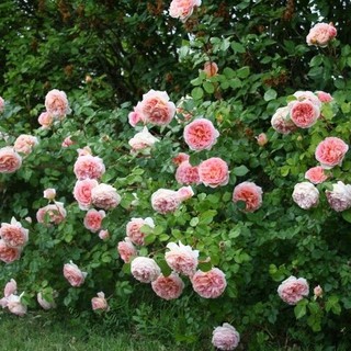 เมล็ดพันธุ์ กุหลาบ Climbing Rose Rosa Multiflora Rose Seeds ดอกใหญ่ นำเข้าจากต่างประเทศ 30 เมล็ด