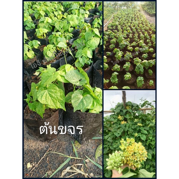 💥 ต้นขจรยักษ์ (ดอกสลิด) พันธุ์เกษตรแท้ 💯% 💥