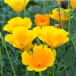 เมล็ดดอกป๊อปปี้ คละสี  50เมล็ด(สีเหลือง) เมล็ด  California poppy / Iceland poppy   เมล็ดพันธุ์นำเข้า    พันธุ์แท้100%