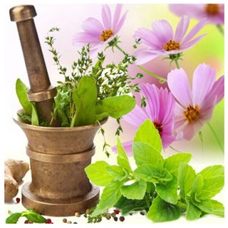 น้ำหอม NG Natures Garden นำเข้าจากอเมริกา กลิ่น  BASIL SAGE MINT FRAGRANCE OIL ขนาด 16 ออนซ์