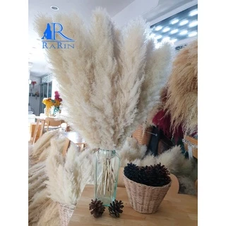 🔖Sale🔖ดอกเลา🌾สีขาวทอง ต้นฤดู ขนาด 30-100 cm.แต่งร้าน งานแต่งาน DIY เป็นดอกไม้ธรรมชาติ พร๊อพถ่ายรูป