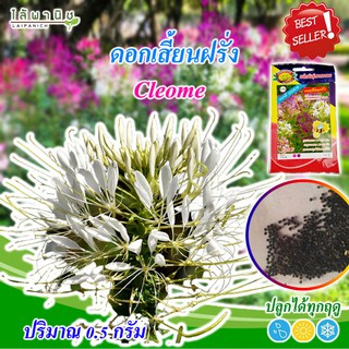 เมล็ดดอกเสี้ยนฝรั่ง 0.5g.คละสี ปลูกง่าย โตไว สีสด คุณภาพดี Guava flower seeds