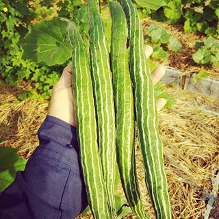 บวบงู Snake Gourd seed