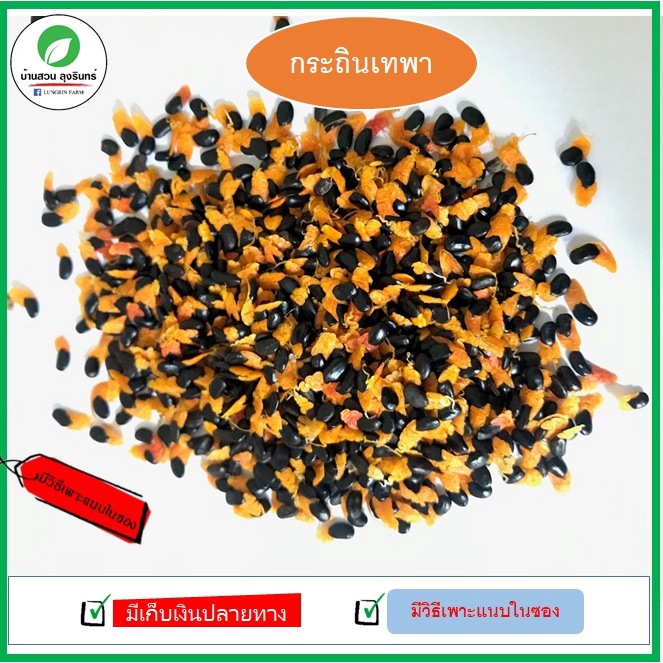 เมล็ดพันธุ์กระถินเทพา เมล็ดพันธุ์ไม้เศรษฐกิจ ปลูกง่ายโตเร็ว ไม้สวย สารพัดประโยชน์ ซอง 10 กรัมประมาณ 500 เมล็ด
