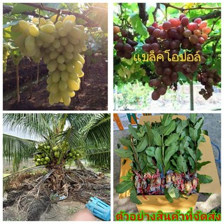 รวม ต้น กิ่งตอน  ต้นองุ่น grape vine ฝรั่ง แป้นสี กิมจู พุทรา นมสด จัมโบ้ สามรส มะพร้าว น้ำหอม ต้นเตี้ย