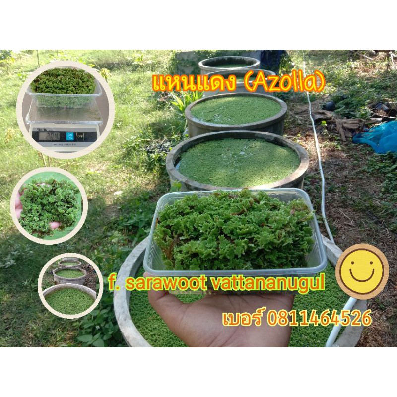 แหนแดง (Azolla pinnata)