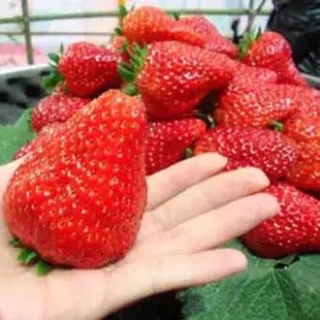 เมล็ดพันธุ์ สตอเบอรี่ยักษ์ 30 เมล็ด (Giant Strawberry Seed)